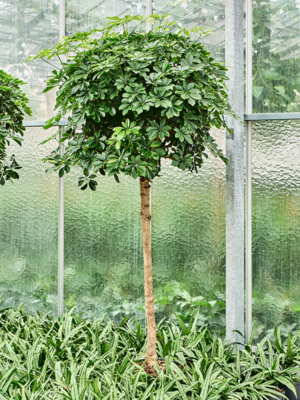 Stem