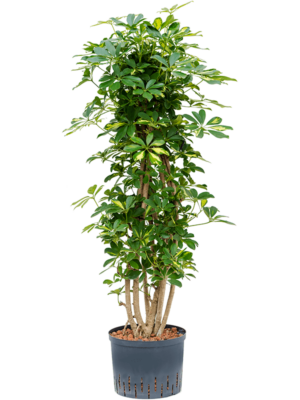 Branched/column