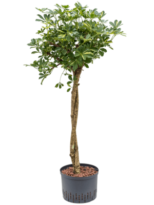 Stem twist