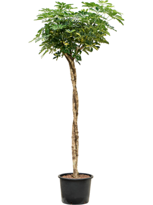 Stem twist