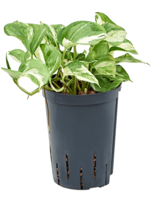 Hanging plant