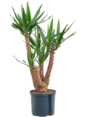 Branched extra