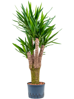 Branched extra
