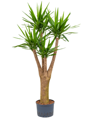 Branched extra