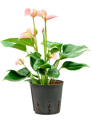 Bush Pink