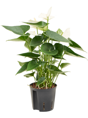 Bush White