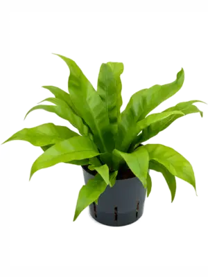 null