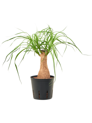Stem