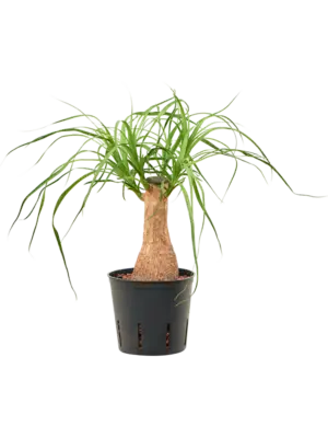 Stem