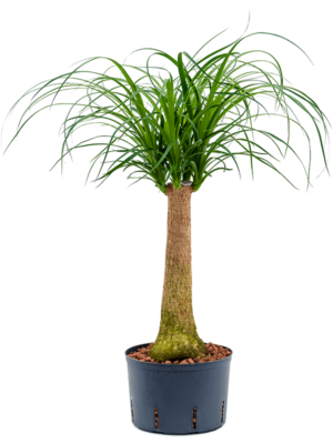 Stem
