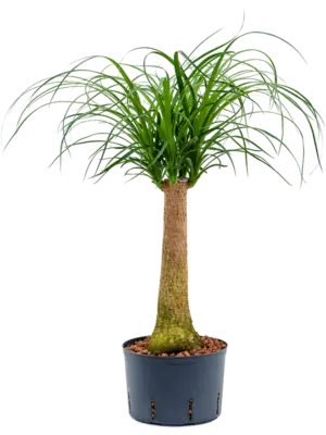 Stem