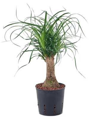 Stem