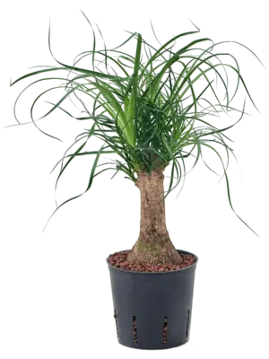 Stem