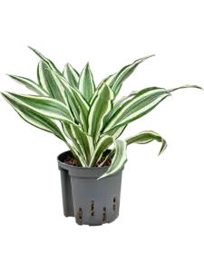 Dracaena