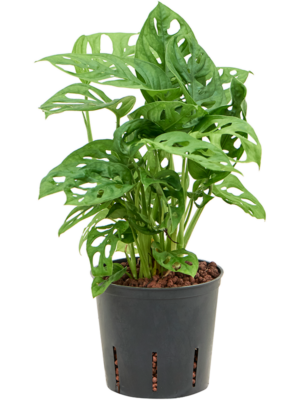 Hanging plant