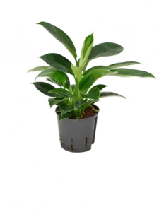 Philodendron