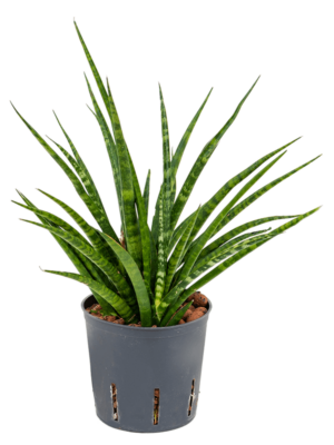 Tuft