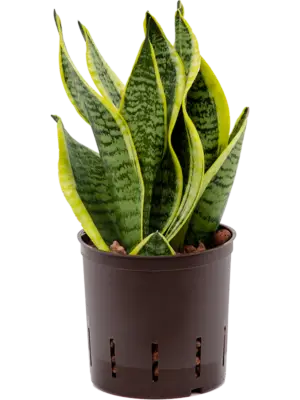 Tuft