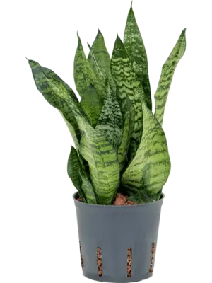 Tuft
