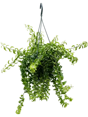 Hanger