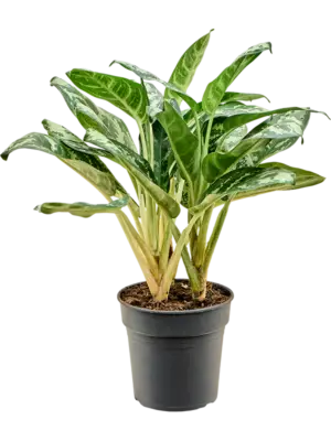 Bush