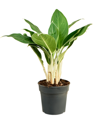 Tuft
