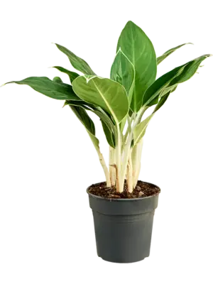 Aglaonema ‘Cintho King’
