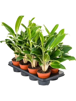 Aglaonema 'White Lime' 10/tray
