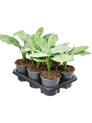 Aglaonema 'Grey' 6/tray