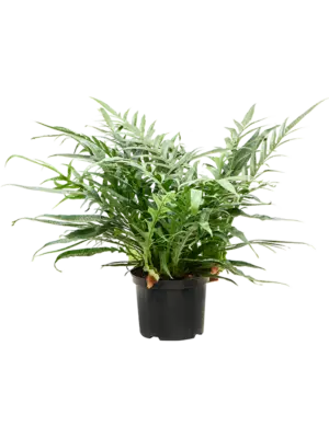 Bush