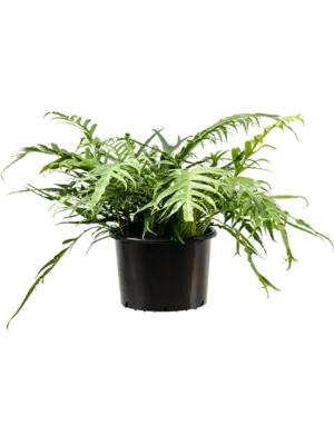 Bush