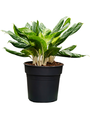 Tuft