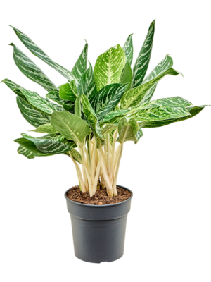 Bush
