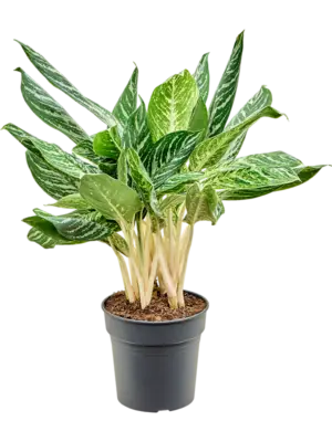 Aglaonema 'Madonna'