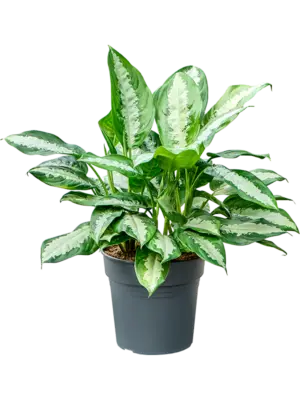 Aglaonema 'Pattaya beauty'