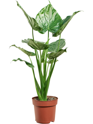 Bush