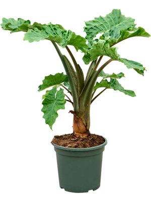 Bush