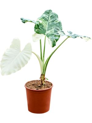 Stem