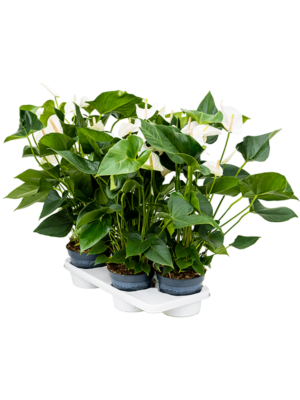 Bush White