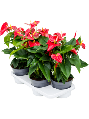 Bush Red