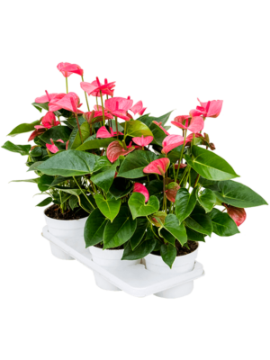 Bush Pink
