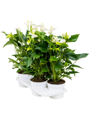 Bush White