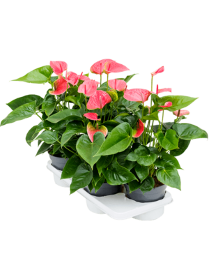 Bush Pink