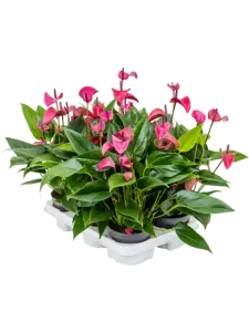 Anthurium
