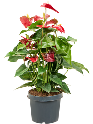 Bush Red