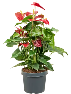 Anthurium andraeanum 'Sierra'