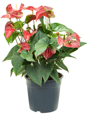 Bush Red