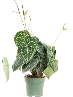 Anthurium clarinervium