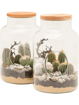 Cactus arrangement in glass
