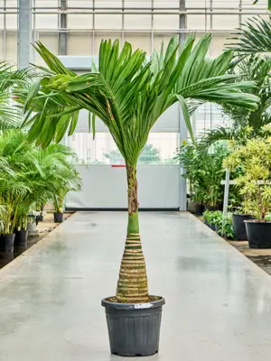 Stem